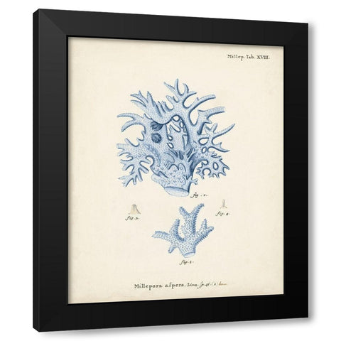 Antique Coral in Navy VI Black Modern Wood Framed Art Print with Double Matting by Esper, Johann