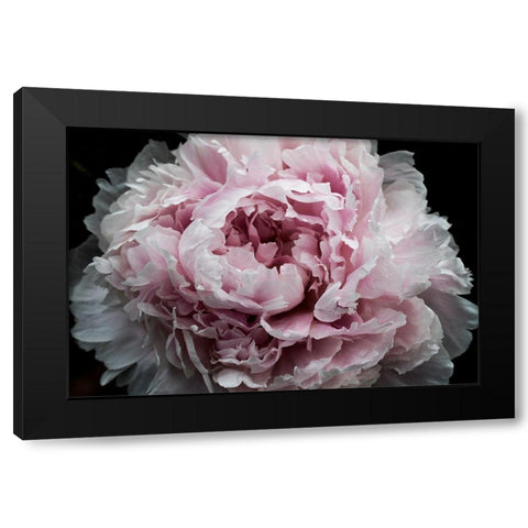 Pink Peony Passion I Black Modern Wood Framed Art Print by Orlov, Irena