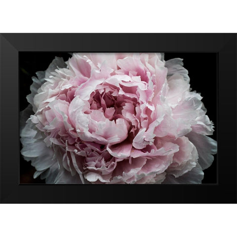Pink Peony Passion I Black Modern Wood Framed Art Print by Orlov, Irena