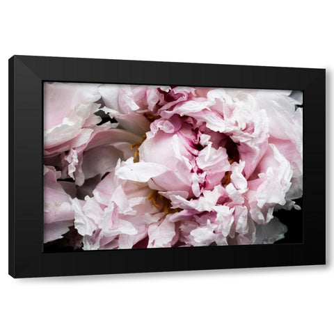 Pink Peony Passion II Black Modern Wood Framed Art Print with Double Matting by Orlov, Irena