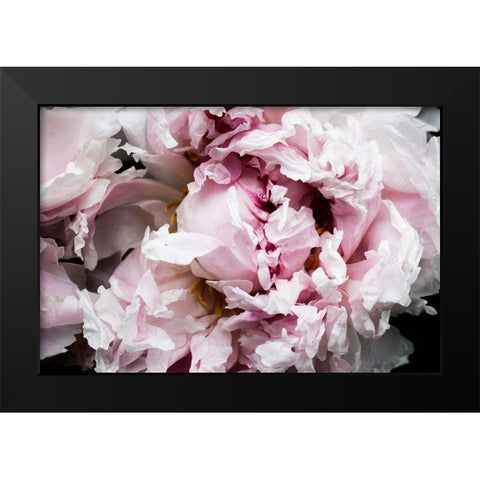 Pink Peony Passion II Black Modern Wood Framed Art Print by Orlov, Irena