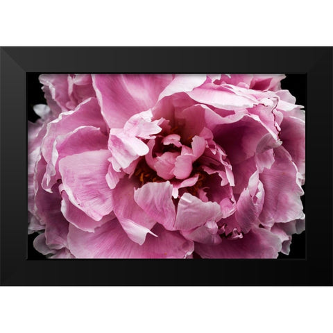 Pink Peony Passion III Black Modern Wood Framed Art Print by Orlov, Irena
