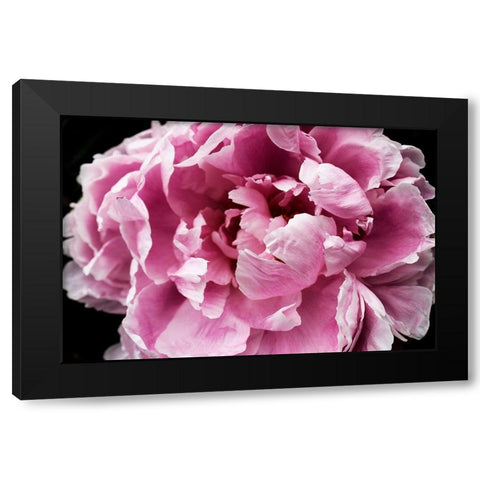 Pink Peony Passion IV Black Modern Wood Framed Art Print with Double Matting by Orlov, Irena