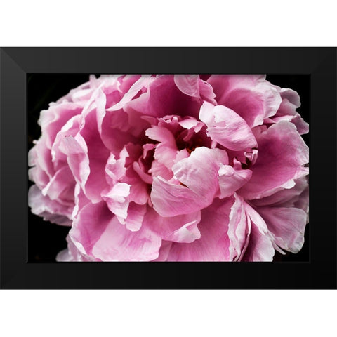Pink Peony Passion IV Black Modern Wood Framed Art Print by Orlov, Irena