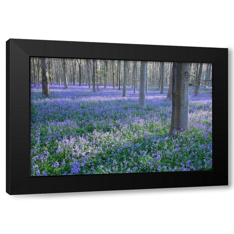 Bluebell Dreams I Black Modern Wood Framed Art Print with Double Matting by Dautlich, Nick