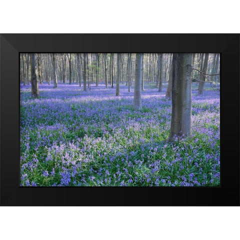 Bluebell Dreams I Black Modern Wood Framed Art Print by Dautlich, Nick