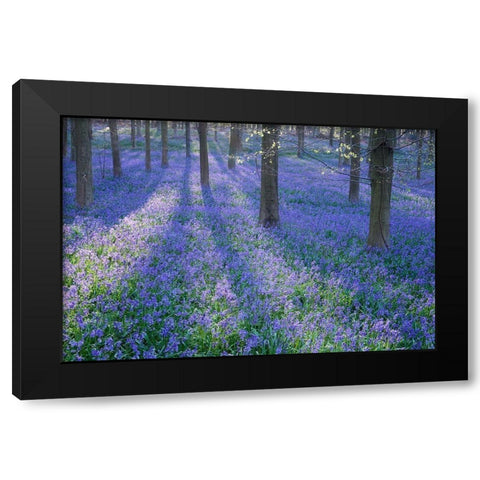 Bluebell Dreams II Black Modern Wood Framed Art Print with Double Matting by Dautlich, Nick
