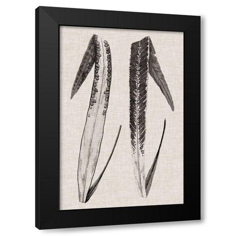 Custom Fern Family IV (LG) Black Modern Wood Framed Art Print with Double Matting by Lowe