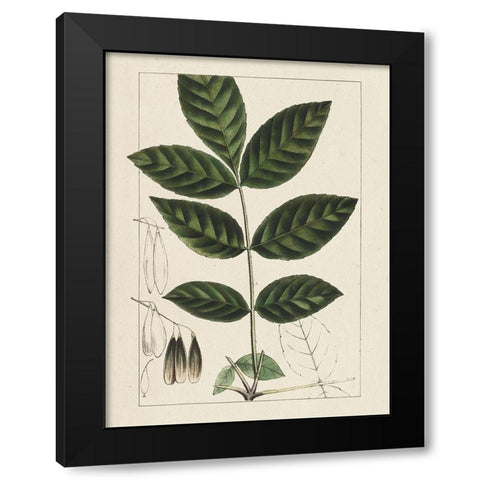 Custom Silva Leaves I (ASH) Black Modern Wood Framed Art Print by Silva, John