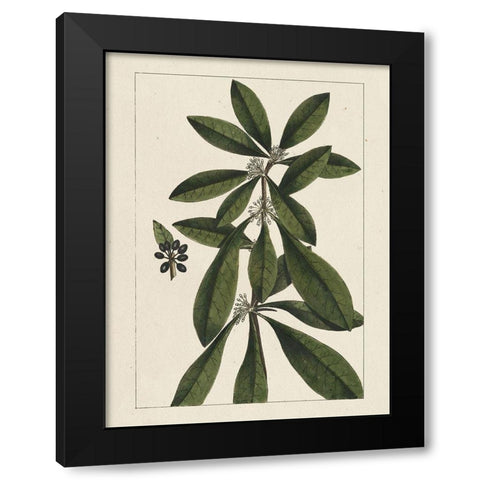 Custom Silva Leaves II (ASH) Black Modern Wood Framed Art Print with Double Matting by Silva, John