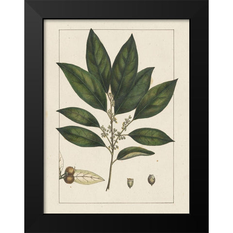 Custom Silva Leaves IV (ASH) Black Modern Wood Framed Art Print by Silva, John