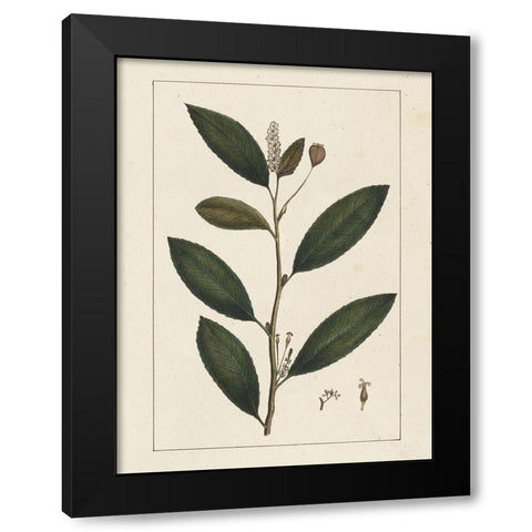 Custom Silva Leaves V (ASH) Black Modern Wood Framed Art Print with Double Matting by Silva, John