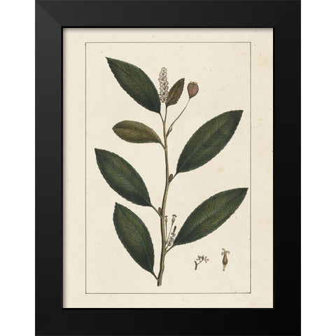 Custom Silva Leaves V (ASH) Black Modern Wood Framed Art Print by Silva, John