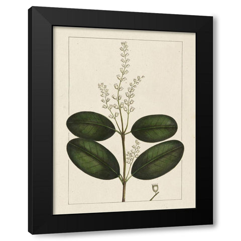 Custom Silva Leaves VI (ASH) Black Modern Wood Framed Art Print by Silva, John