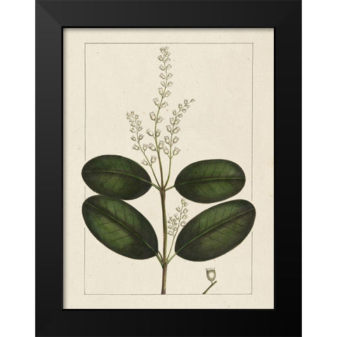 Custom Silva Leaves VI (ASH) Black Modern Wood Framed Art Print by Silva, John