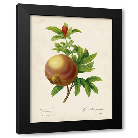 Redoutes Fruit III Black Modern Wood Framed Art Print by Redoute, Pierre