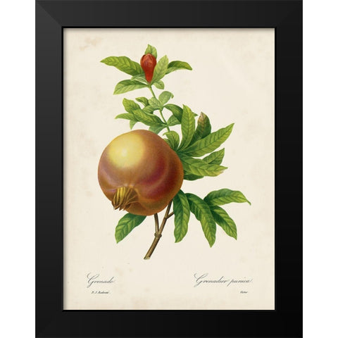 Redoutes Fruit III Black Modern Wood Framed Art Print by Redoute, Pierre
