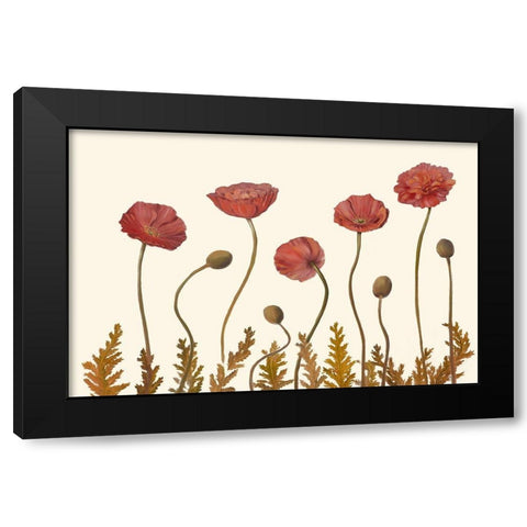 Coral Poppy Display II Black Modern Wood Framed Art Print with Double Matting by Iafrate, Sandra