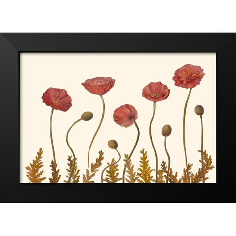 Coral Poppy Display II Black Modern Wood Framed Art Print by Iafrate, Sandra