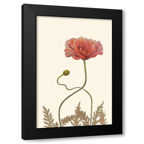Coral Poppy Display IV Black Modern Wood Framed Art Print by Iafrate, Sandra