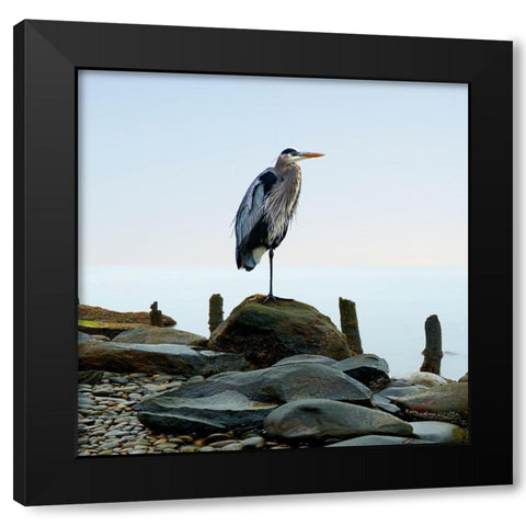 Beachscape Heron I Black Modern Wood Framed Art Print with Double Matting by McLoughlin, James