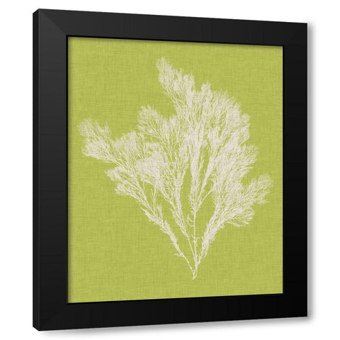 Seaweed Pop V Black Modern Wood Framed Art Print with Double Matting by Vision Studio