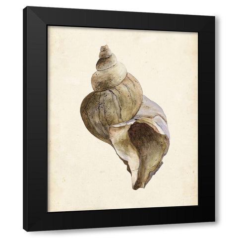 3-UP Watercolor Seashell II Black Modern Wood Framed Art Print with Double Matting by Wang, Melissa