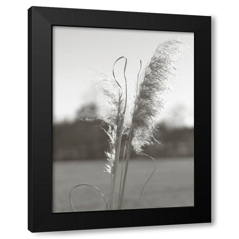 Ethereal Pampas III Black Modern Wood Framed Art Print by Johnson, Jason