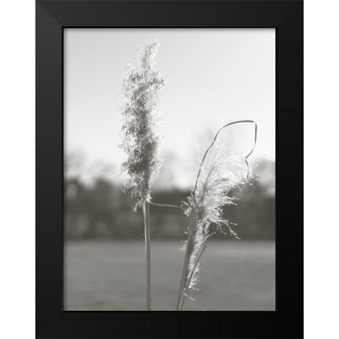 Ethereal Pampas IV Black Modern Wood Framed Art Print by Johnson, Jason