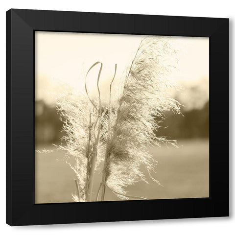 Ethereal Pampas VI Black Modern Wood Framed Art Print by Johnson, Jason