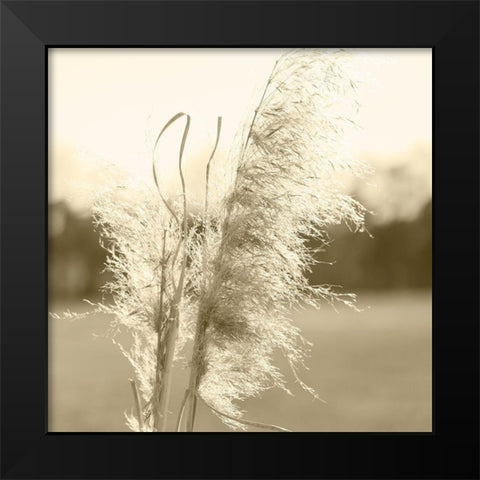 Ethereal Pampas VI Black Modern Wood Framed Art Print by Johnson, Jason