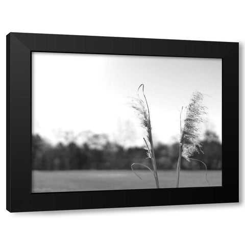 Ethereal Pampas VII Black Modern Wood Framed Art Print by Johnson, Jason