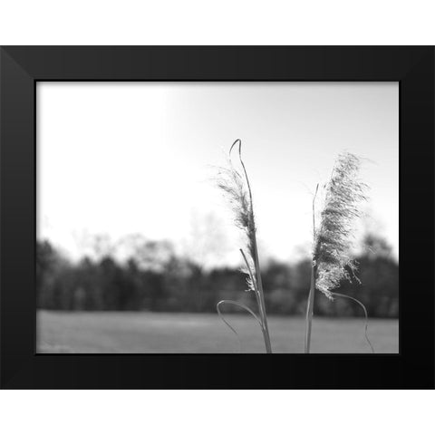 Ethereal Pampas VII Black Modern Wood Framed Art Print by Johnson, Jason