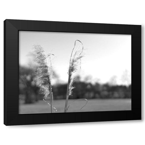 Ethereal Pampas VIII Black Modern Wood Framed Art Print with Double Matting by Johnson, Jason