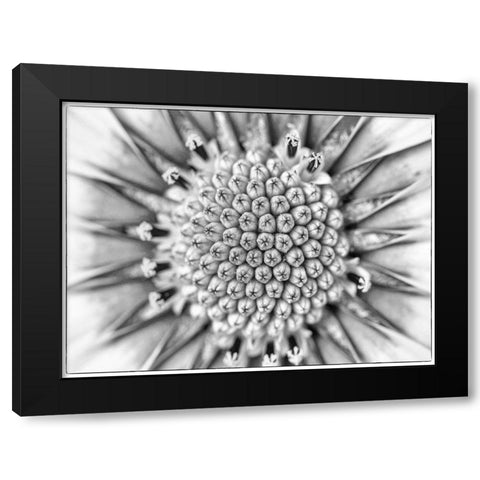 Quiet Burst I Black Modern Wood Framed Art Print by Hartson-Weddle, Ryan