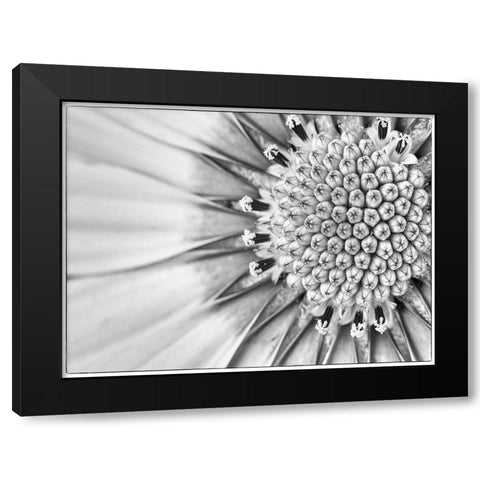 Quiet Burst II Black Modern Wood Framed Art Print with Double Matting by Hartson-Weddle, Ryan
