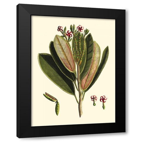 Buchoz Leaves I Black Modern Wood Framed Art Print with Double Matting by Vision Studio