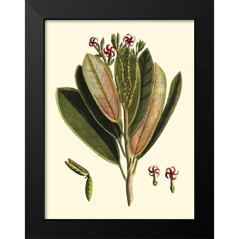 Buchoz Leaves I Black Modern Wood Framed Art Print by Vision Studio