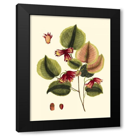 Buchoz Leaves II Black Modern Wood Framed Art Print with Double Matting by Vision Studio