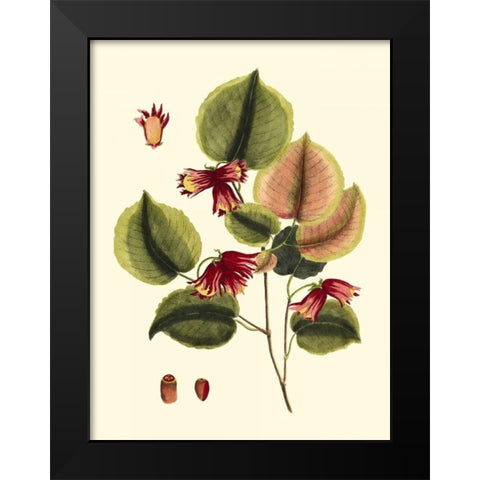 Buchoz Leaves II Black Modern Wood Framed Art Print by Vision Studio