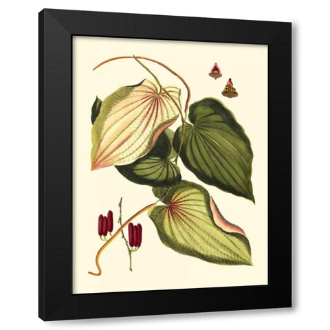 Buchoz Leaves III Black Modern Wood Framed Art Print with Double Matting by Vision Studio