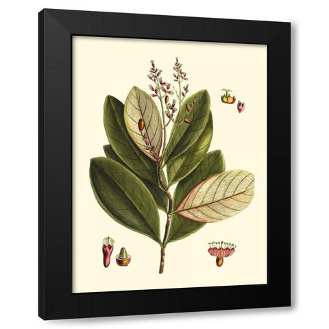 Buchoz Leaves IV Black Modern Wood Framed Art Print with Double Matting by Vision Studio