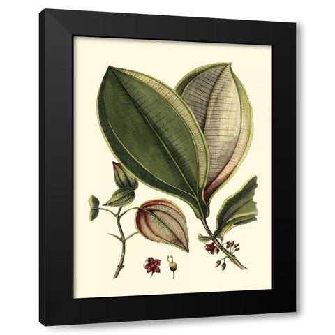 Buchoz Leaves V Black Modern Wood Framed Art Print with Double Matting by Vision Studio