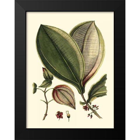 Buchoz Leaves V Black Modern Wood Framed Art Print by Vision Studio