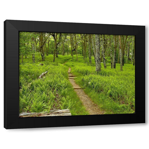 Country Road Photo V Black Modern Wood Framed Art Print by McLoughlin, James