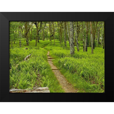 Country Road Photo V Black Modern Wood Framed Art Print by McLoughlin, James