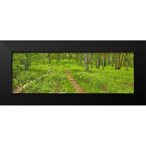 Country Road Panorama VI Black Modern Wood Framed Art Print by McLoughlin, James