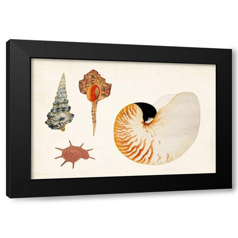 Antique Shell Anthology I Black Modern Wood Framed Art Print with Double Matting by Vision Studio