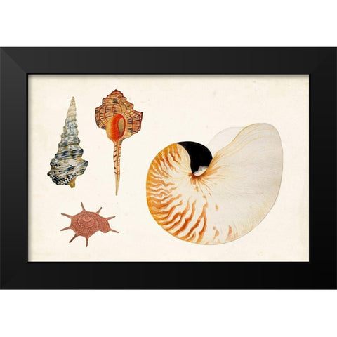 Antique Shell Anthology I Black Modern Wood Framed Art Print by Vision Studio