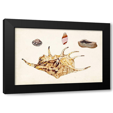 Antique Shell Anthology II Black Modern Wood Framed Art Print by Vision Studio